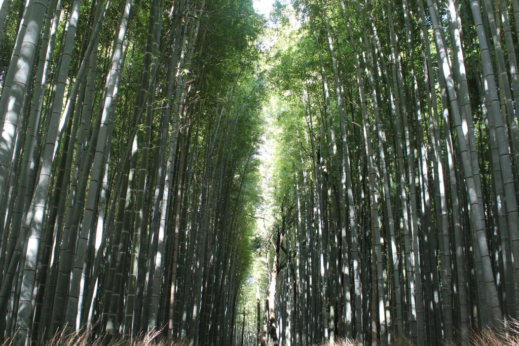 bamboo_giappone